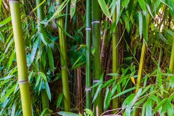 Bamboo Trimming in North Las Vegas
