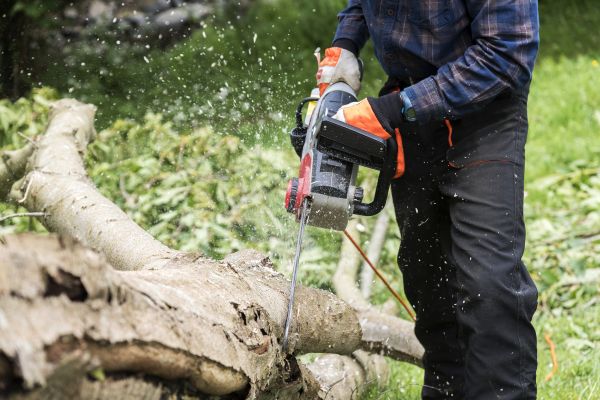 Branch Removal Service in North Las Vegas