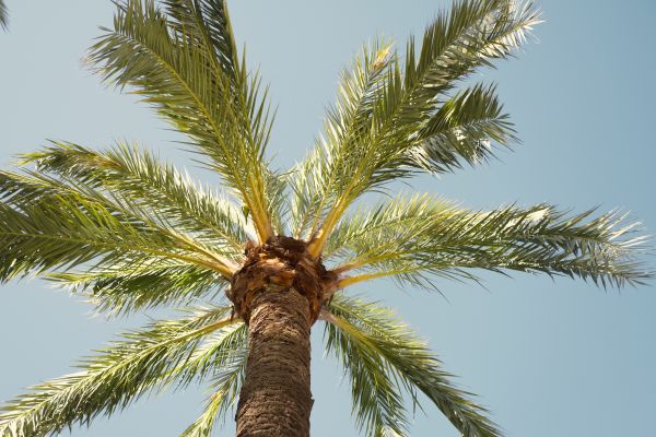 Palm Tree Pruning in North Las Vegas