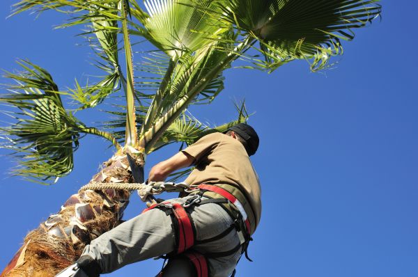 Palm Tree Trimming in North Las Vegas