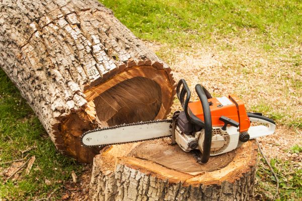 Tree Cutting Service in North Las Vegas