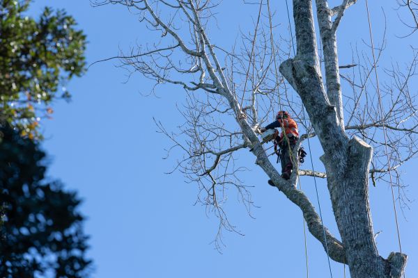 Tree Topping Service in North Las Vegas