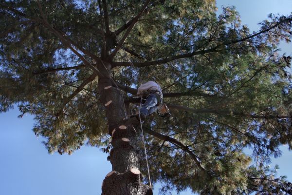 Trimming Service in North Las Vegas