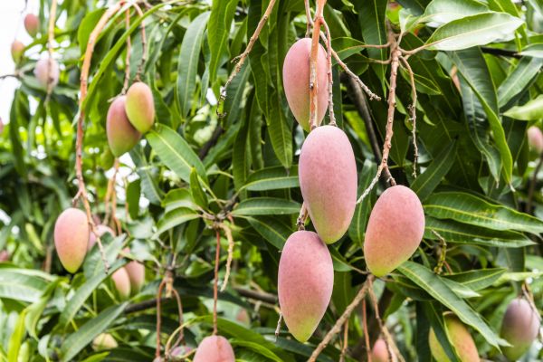 Mango Tree Trimming in North Las Vegas