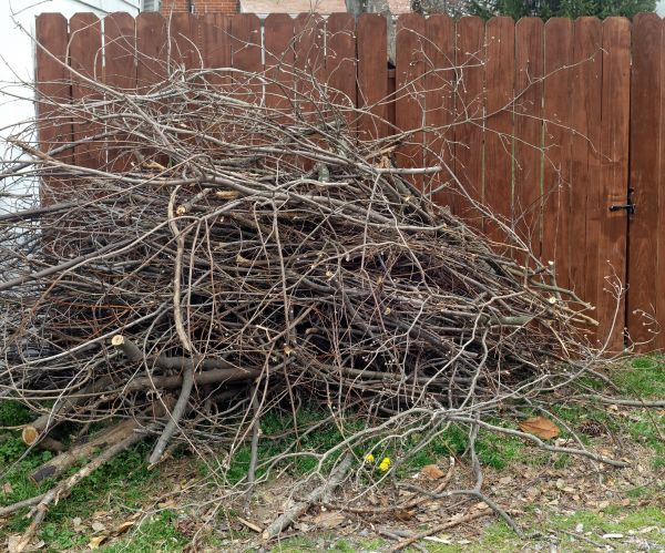 Dead Branch Removal in North Las Vegas