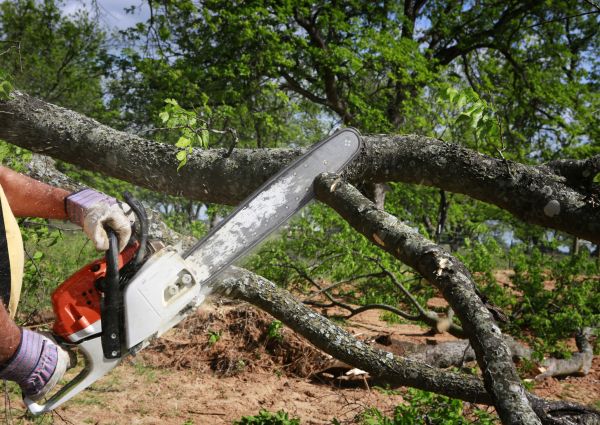 Tree Branch Cutting in North Las Vegas