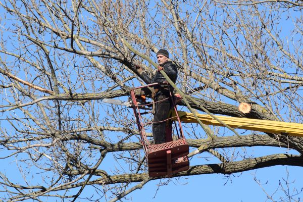 Emergency Tree Trimming in North Las Vegas