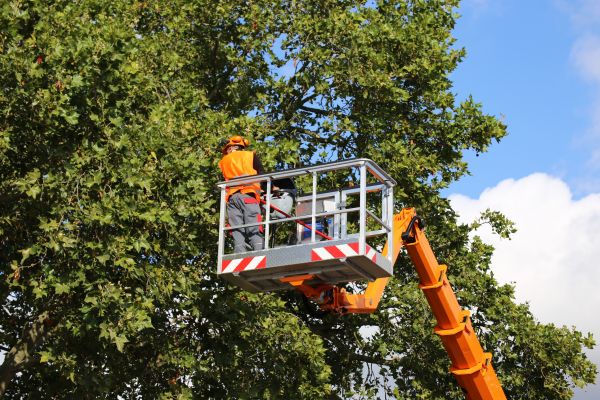 Commercial Tree Service in North Las Vegas