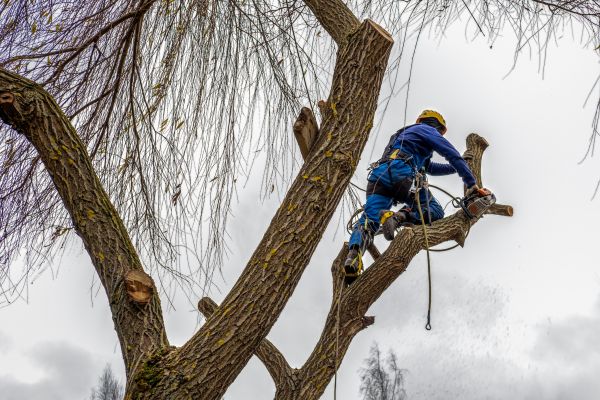 Tree Maintenance Service in North Las Vegas