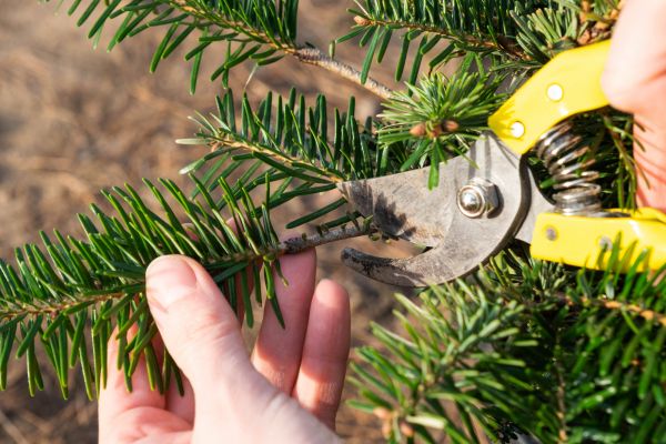 Pine Tree Pruning in North Las Vegas