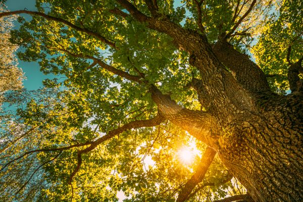 Oak Tree Pruning in North Las Vegas