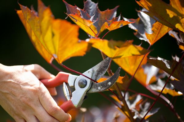 Maple Tree Pruning in North Las Vegas