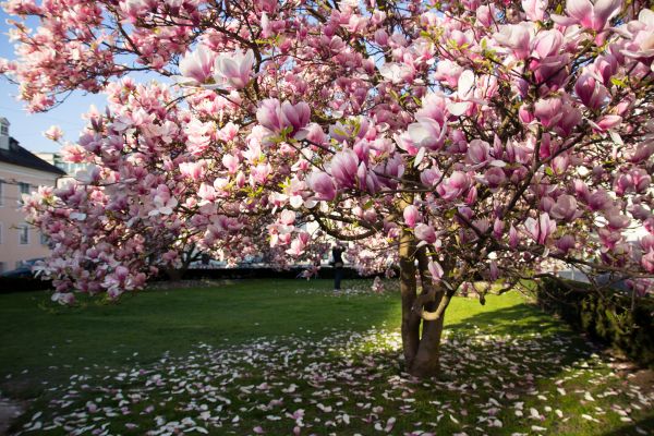 Magnolia Tree Pruning in North Las Vegas