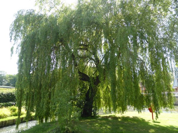 Willow Tree Trimming in North Las Vegas
