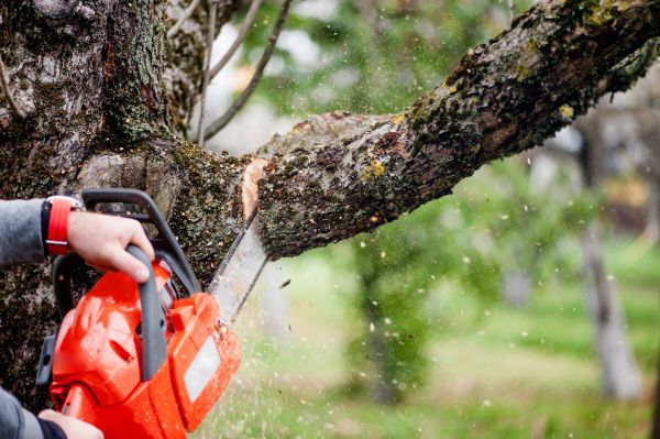 Tree Limbs Removal in North Las Vegas