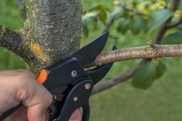 Tree Limb Cutting in North Las Vegas