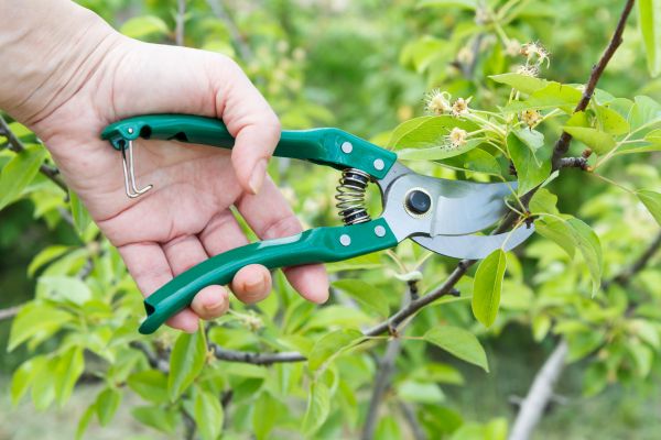 Pear Tree Pruning in North Las Vegas
