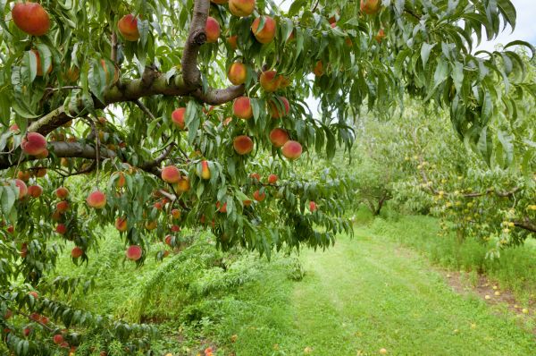 Peach Tree Pruning in North Las Vegas