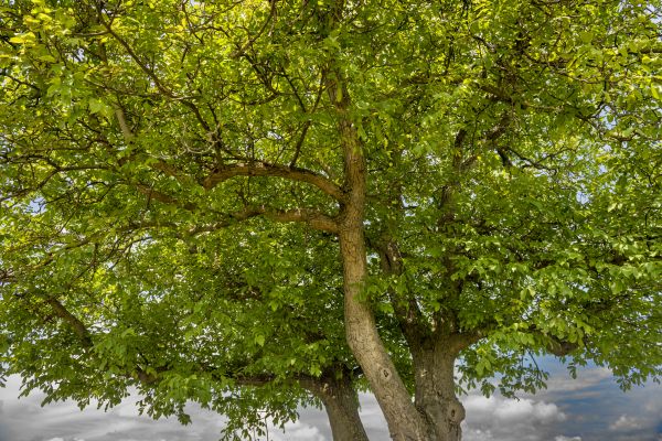 Walnut Tree Trimming in North Las Vegas