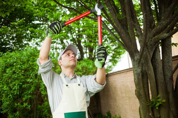Tree Limb Pruning in North Las Vegas