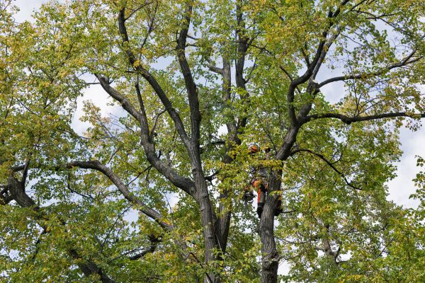 Tree Crown Shaping in North Las Vegas