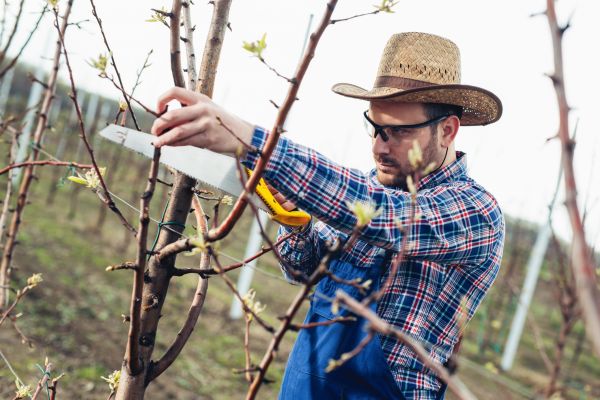 Orchard Tree Pruning in North Las Vegas