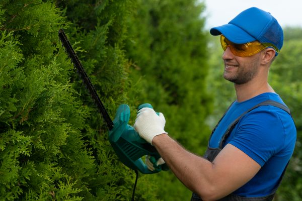 Tree Shaping Service in North Las Vegas