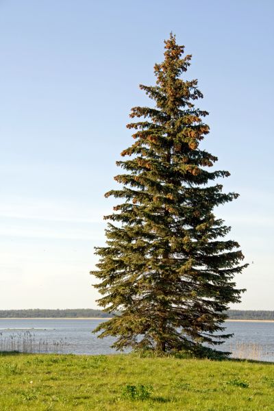 Spruce Tree Pruning in North Las Vegas