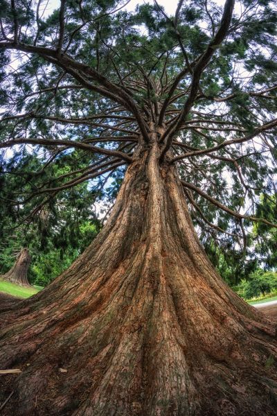 Cedar Tree Pruning in North Las Vegas