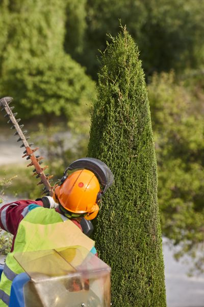 Cypress Tree Trimming in North Las Vegas