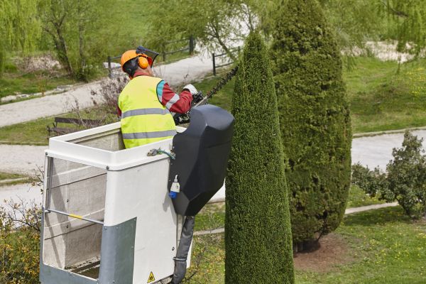 Cypress Tree Pruning in North Las Vegas
