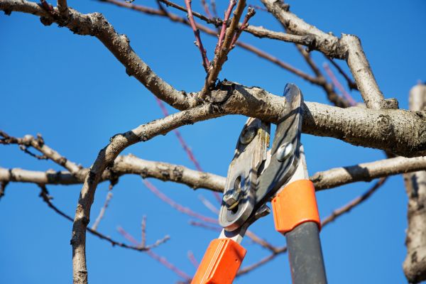 Peach Tree Trimming in North Las Vegas