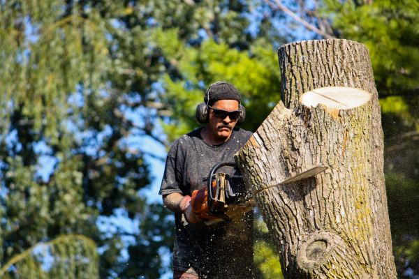 Ash Tree Pruning in North Las Vegas