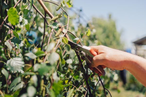 Birch Tree Pruning in North Las Vegas