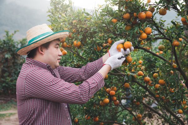 Orange Tree Pruning in North Las Vegas