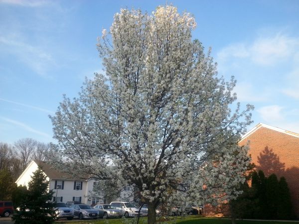 Bradford Pear Tree Pruning in North Las Vegas
