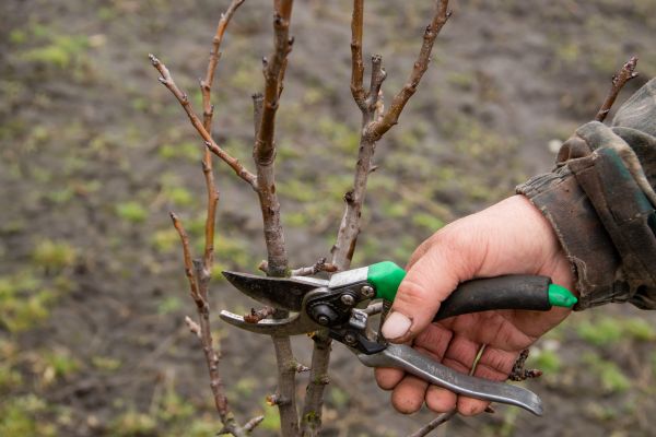 Pear Trees Pruning in North Las Vegas