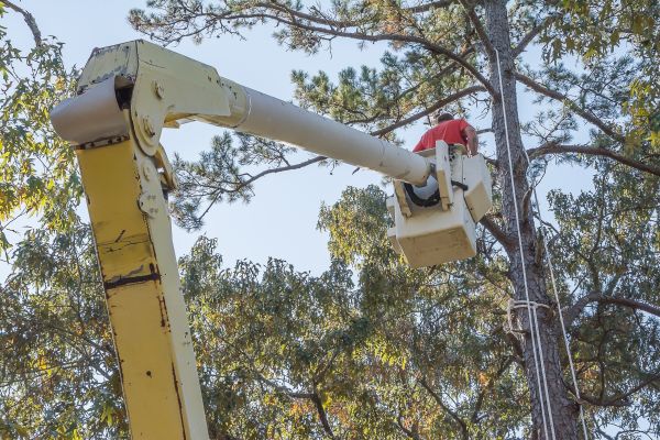 Limbs Trimming in North Las Vegas