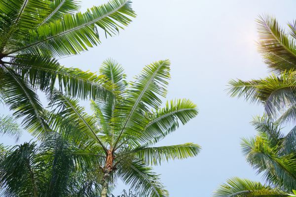 Queen Palm Tree Trimming in North Las Vegas
