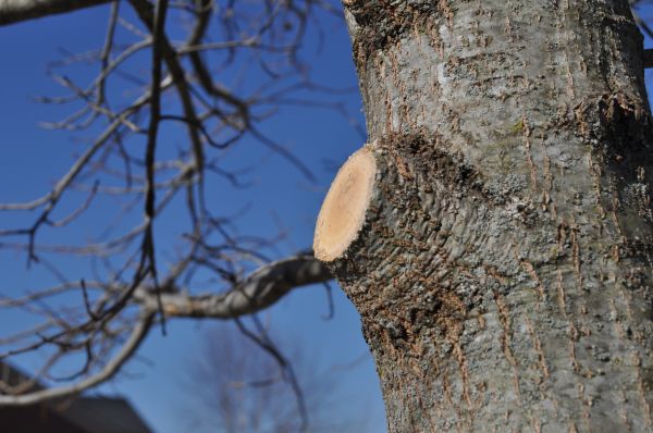 Limb Pruning in North Las Vegas