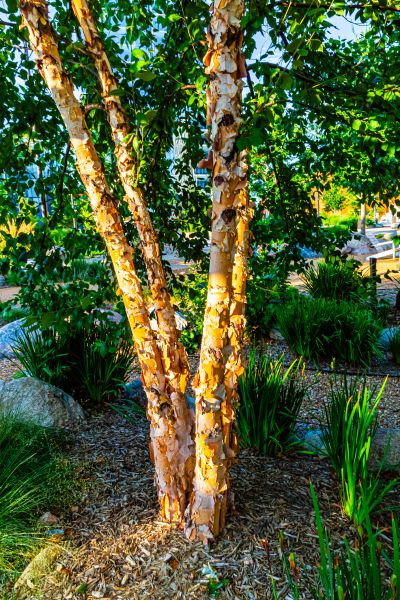 River Birch Trimming in North Las Vegas
