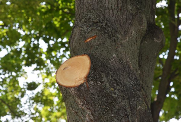 Limb Cutting in North Las Vegas