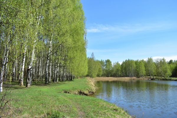 River Birch Pruning in North Las Vegas
