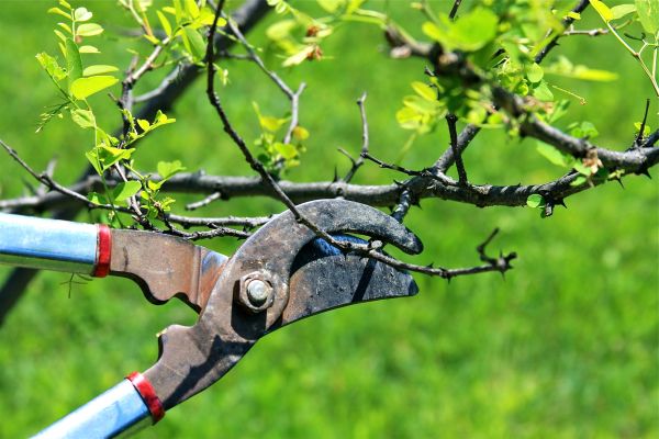 Branches Pruning in North Las Vegas