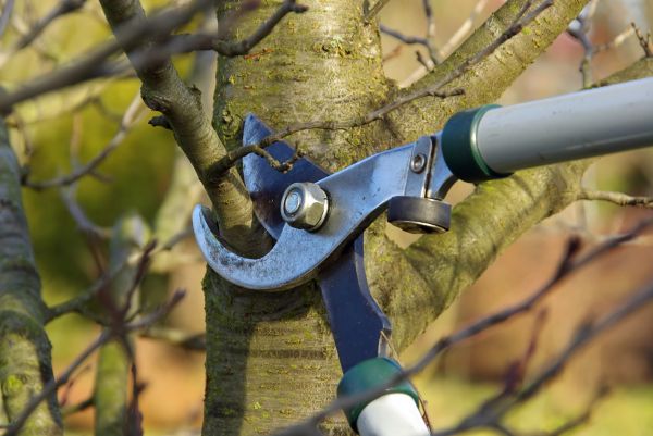 Tree Limb Trimming Service in North Las Vegas