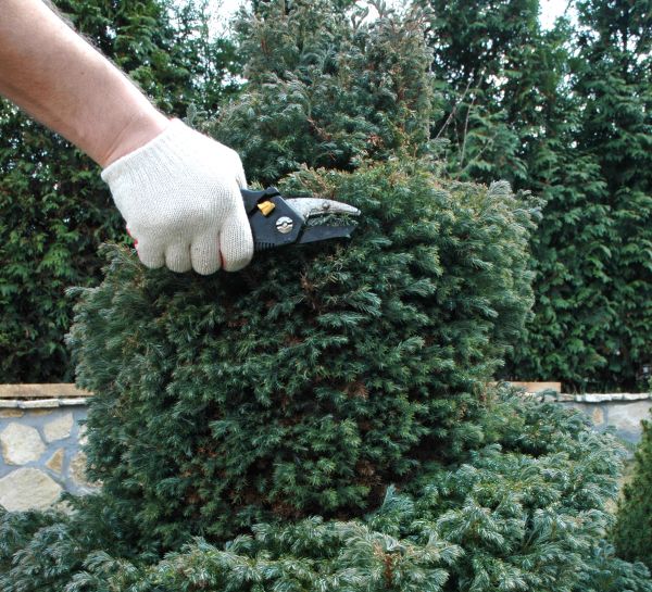 Ornamental Tree Trimming in North Las Vegas