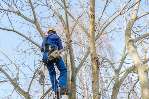 Large Tree Trimming in North Las Vegas
