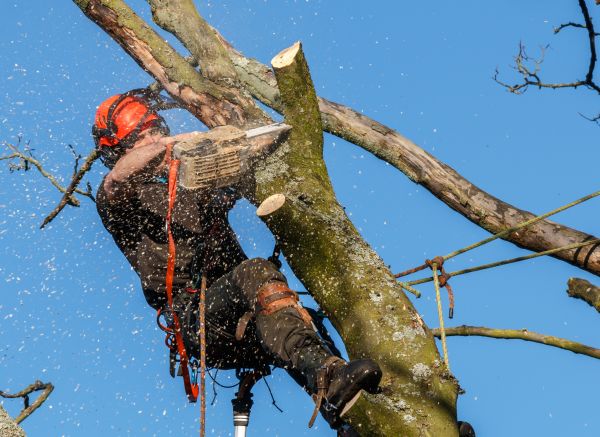 Tree Trimming Service in North Las Vegas