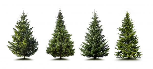 Cost of Pine Tree Trimming in North Las Vegas