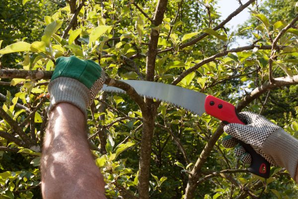Apple Tree Trimming in North Las Vegas